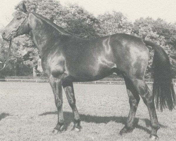 stallion Sultan (Hanoverian, 1973, from Sudan xx)