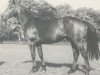 stallion Sultan (Hanoverian, 1973, from Sudan xx)