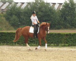 broodmare Eldora II (German Riding Pony, 2002, from Eldorrado)