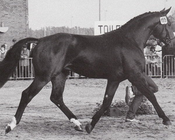 stallion Woronesch (Hanoverian, 1980, from Wendekreis)