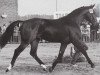 stallion Woronesch (Hanoverian, 1980, from Wendekreis)