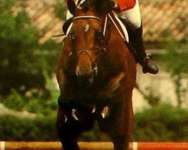 stallion Un Amour IV (Selle Français, 1986, from J'T'Adore)