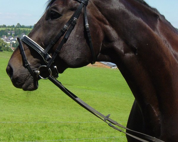 Pferd Carlos (Rheinländer, 1989, von Carrera)