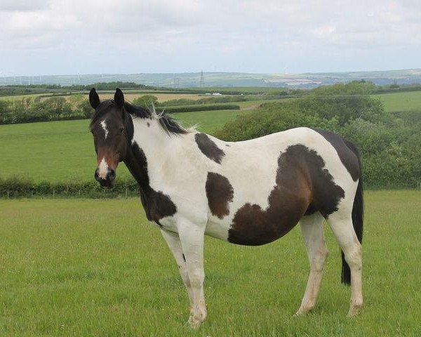 broodmare Dee Dee G (British Sport Horse, 2000, from Stanhopes Dueka)