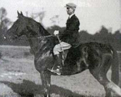 Deckhengst The Last Orange (Selle Français, 1941, von Orange Peel xx)