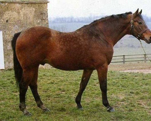 stallion Kibrahim (Selle Français, 1969, from Ibrahim AN)
