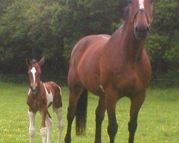 broodmare Divine de Kerbader (Selle Français, 1991, from Kibrahim)