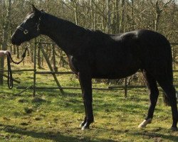 horse Amorous Charmer (UK Warmblood, 2010, from Amour G)