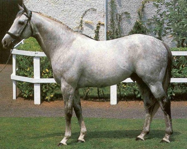 stallion Nishapour xx (Thoroughbred, 1975, from Zeddaan xx)