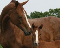 broodmare Fire (Westphalian, 2000, from Fillis)