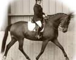 broodmare Rhiannon V (Hanoverian, 1999, from Medoc)