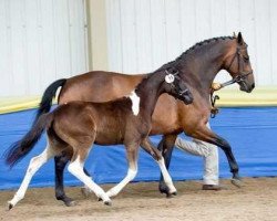 horse TT Amika (UK Warmblood, 2010, from Amour G)