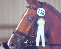 dressage horse Don Werner (Hanoverian, 2007, from Diamond Hit)