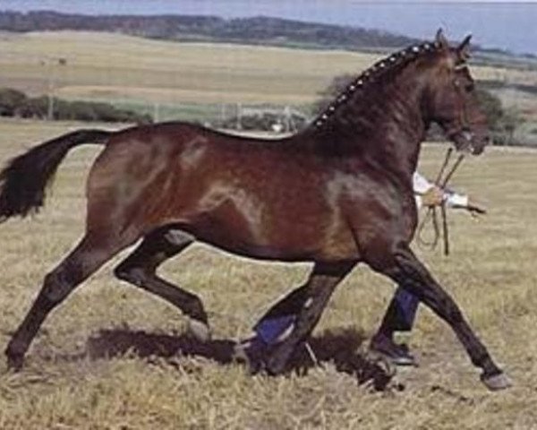 stallion Aleksander OLH 492 (Oldenburg, 1963, from Adonis xx)