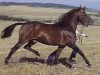 stallion Aleksander OLH 492 (Oldenburg, 1963, from Adonis xx)
