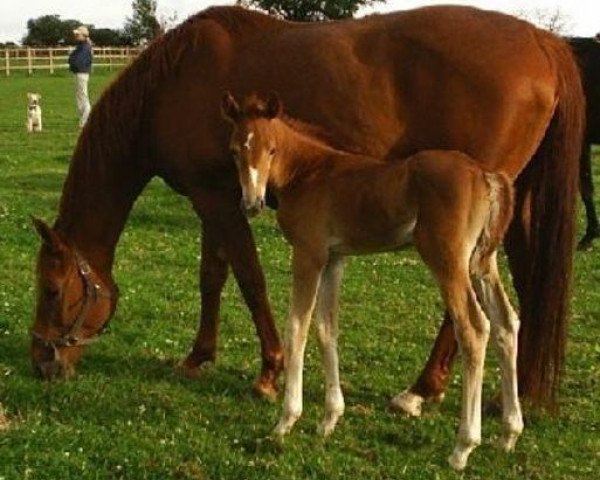 Zuchtstute Sigyn Torsmark (Dänisches Warmblut, 1994, von May Sherif 64 FIN)