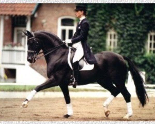 stallion Dream of Glory (Oldenburg, 1989, from Donnerhall)