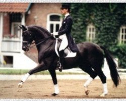 stallion Dream of Glory (Oldenburg, 1989, from Donnerhall)