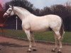 stallion Louella Inschallah II (Hanoverian, 1977, from Inschallah AA)
