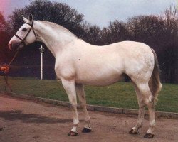 stallion Louella Inschallah II (Hanoverian, 1977, from Inschallah AA)