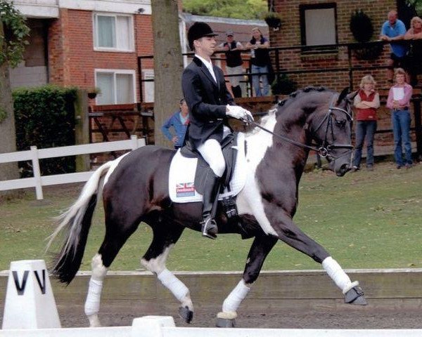 stallion Amour G (KWPN (Royal Dutch Sporthorse), 2005, from Ringo)