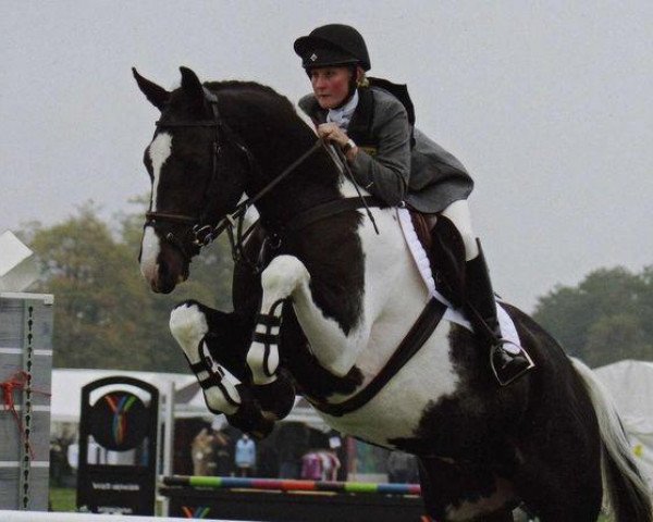 horse Alonso (KWPN (Royal Dutch Sporthorse), 2006, from Ringo)