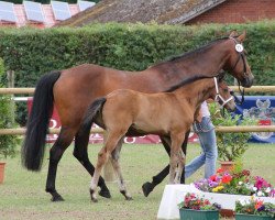 broodmare Lucy Mayana (Rhinelander, 1994, from Lancer II)