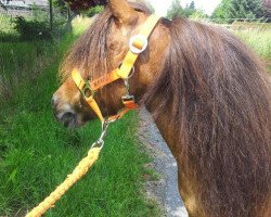 broodmare Nanu (Shetland pony (under 87 cm), 2004, from Peppino)