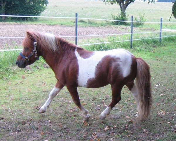 stallion Bajazzo von Uda (Shetland Pony, 1997, from Heros van Heeselt)