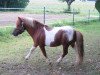 stallion Bajazzo von Uda (Shetland Pony, 1997, from Heros van Heeselt)