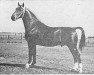 stallion Leopold (Gelderland, 1947, from Colibri)