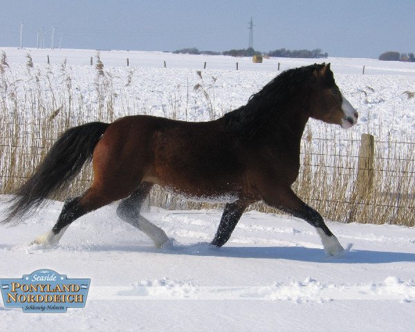 Deckhengst York (Welsh Mountain Pony (Sek.A), 2001, von Ywan)