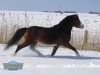 Deckhengst York (Welsh Mountain Pony (Sek.A), 2001, von Ywan)