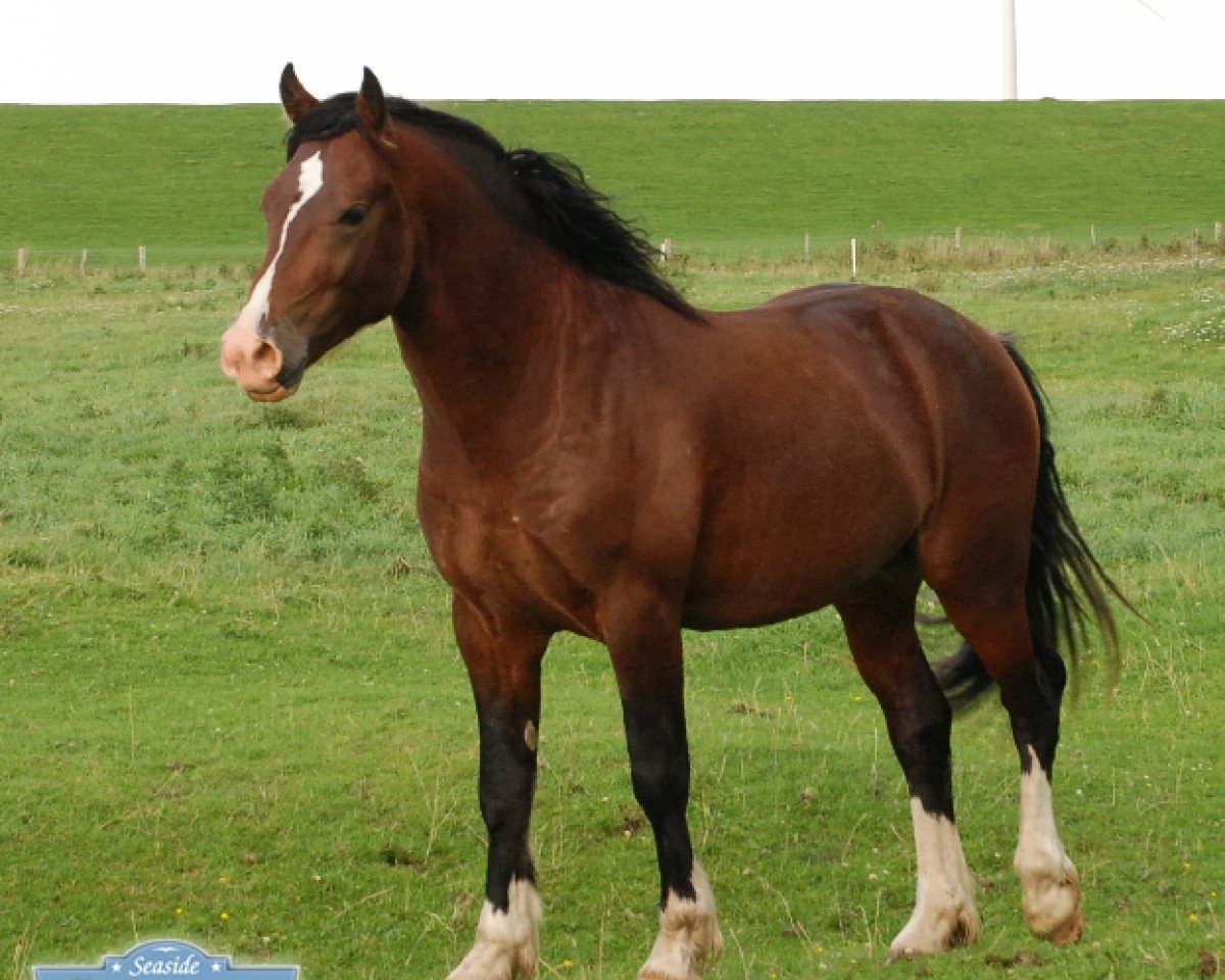 Deckhengst Ponyland Hot Spot (Welsh-Cob (Sek. D), 2008, von H-S Hot Playboy)