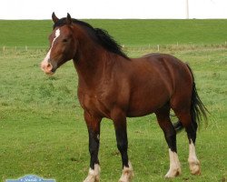 Deckhengst Ponyland Hot Spot (Welsh-Cob (Sek. D), 2008, von H-S Hot Playboy)