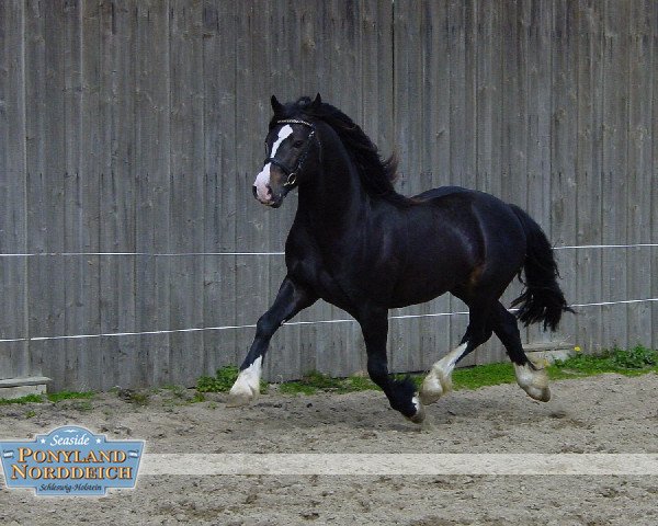 stallion H-S Hot Playboy (Welsh-Cob (Sek. D), 2004, from Thorndonpark Prince)