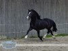 Deckhengst H-S Hot Playboy (Welsh-Cob (Sek. D), 2004, von Thorndonpark Prince)