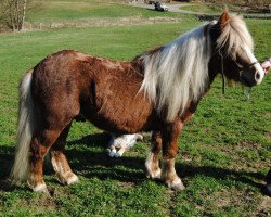 Deckhengst Mac vom Köppel (Shetland Pony, 2006, von Menno v.h. Aeghterhuus)