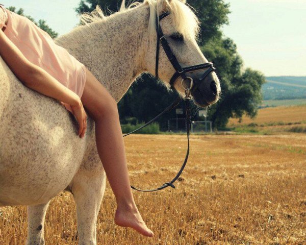 Zuchtstute Püppy (Deutsches Reitpony,  )