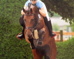 broodmare Lamara (Holsteiner, 2008, from Larimar)