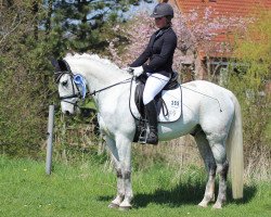 dressage horse Gismo 321 (Pony without race description, 1996, from Sabek Ibn Saher)