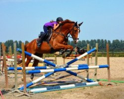 jumper Wialotta (Hanoverian, 2000, from Werbellin)