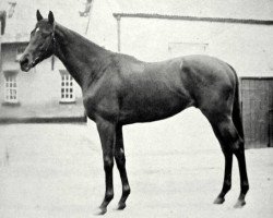 stallion Windsor Slipper xx (Thoroughbred, 1939, from Windsor Lad xx)