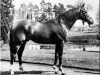 stallion Panaslipper xx (Thoroughbred, 1952, from Solar Slipper xx)