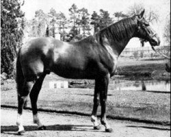 stallion Panaslipper xx (Thoroughbred, 1952, from Solar Slipper xx)