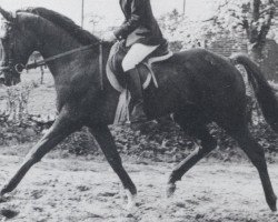 stallion Apollo xx (Thoroughbred, 1962, from Panaslipper xx)