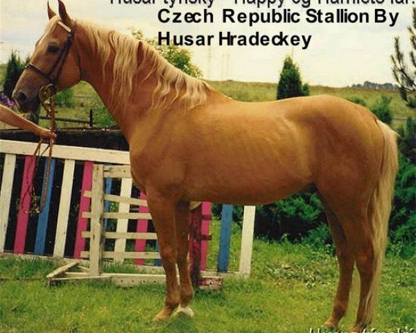 stallion Husar týnský (Czech Warmblood, 1978, from Husar hrádecký)