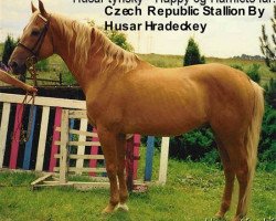 Deckhengst Husar týnský (Tschechisches Warmblut, 1978, von Husar hrádecký)