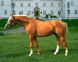 stallion Crown's Tosti (Czech Warmblood, 1997, from Husar týnský)