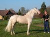 Deckhengst Crown's Blue Pearl (Palomino, 2001, von Crown's Tosti)